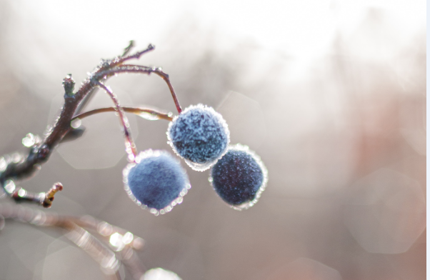 thatched property insurance blue flower