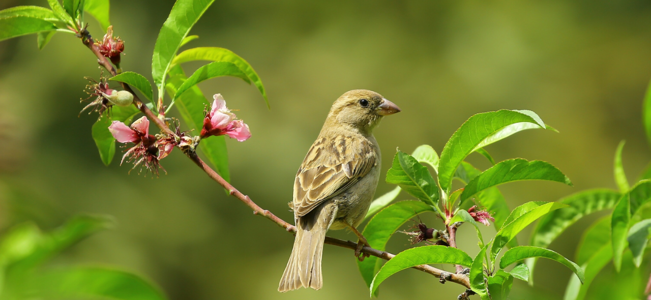 best thatched property insurance sparrow