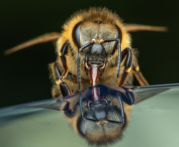 bee closer look